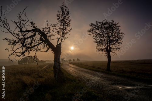 Baum mit Stra  e in Nebel Landschaft