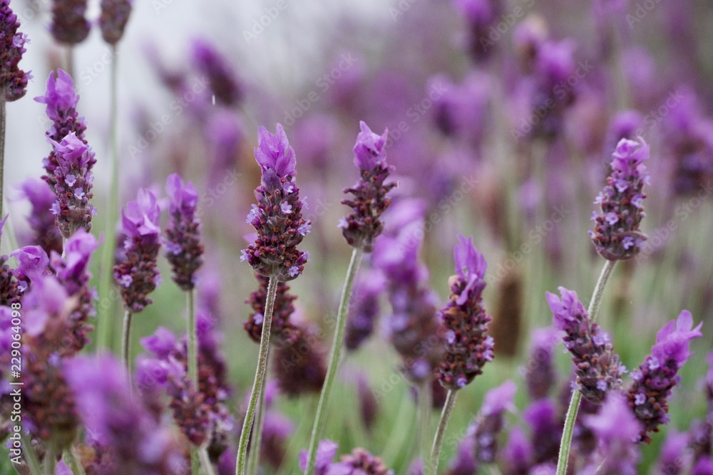 Obraz premium purple flowers in field