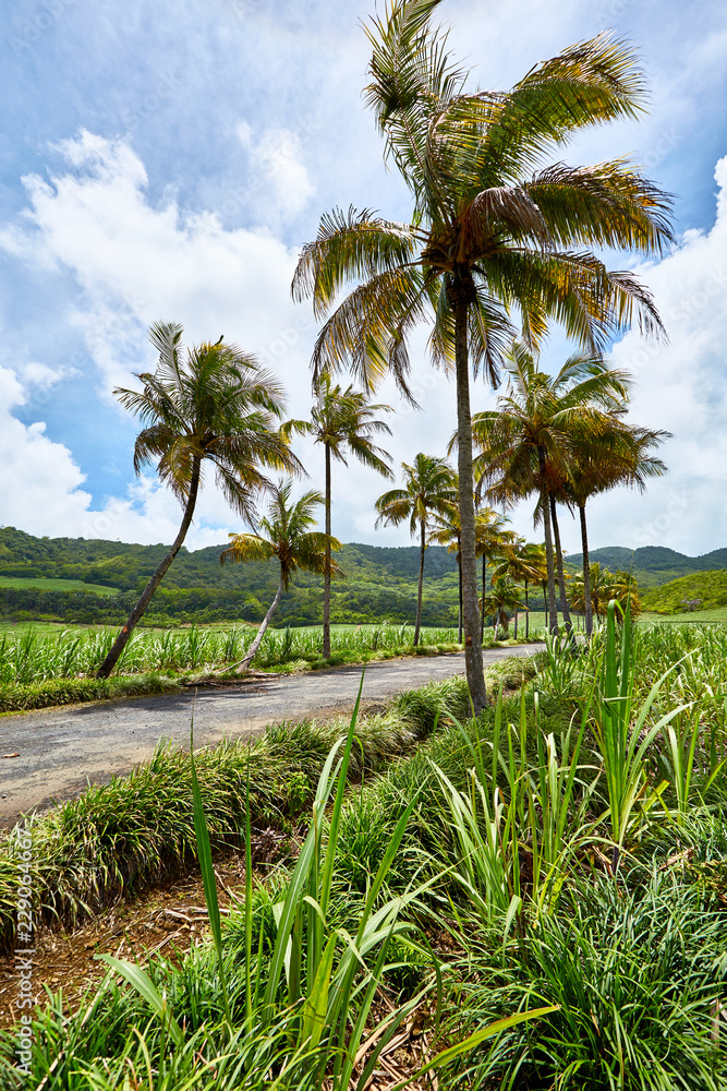 Sugar Cane fieds, Mauritius