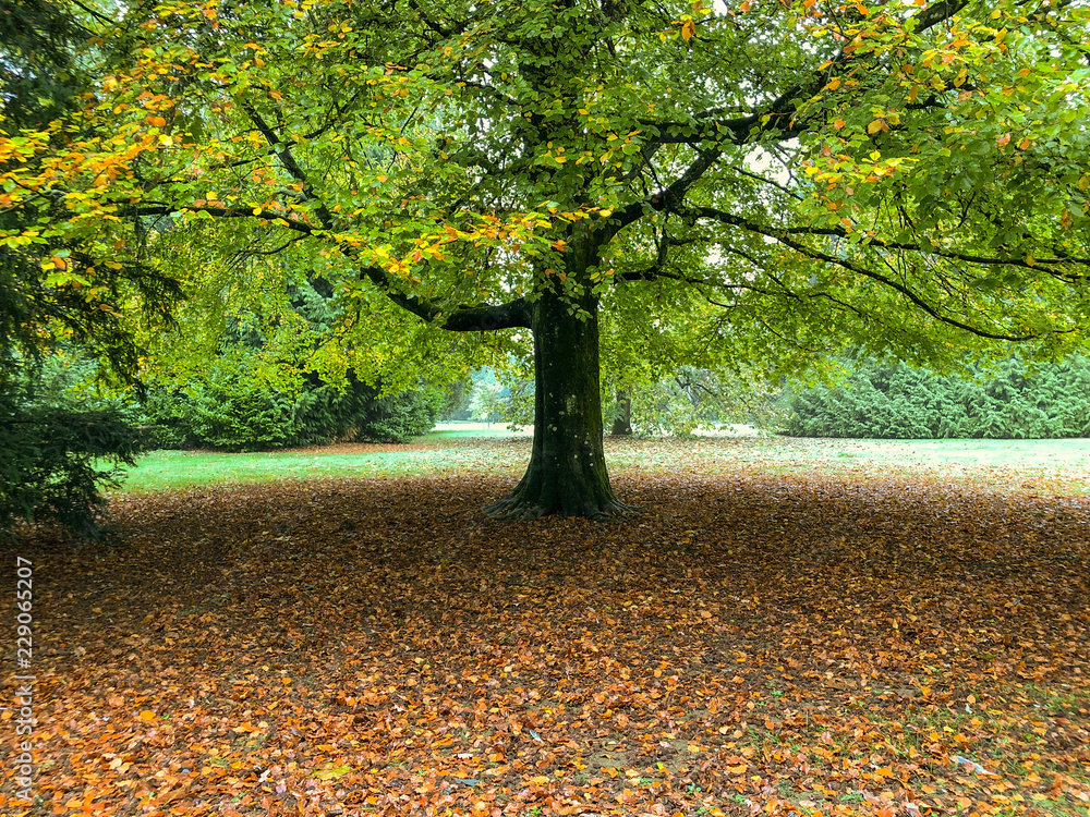 Obraz premium Autumn leaves under a tree