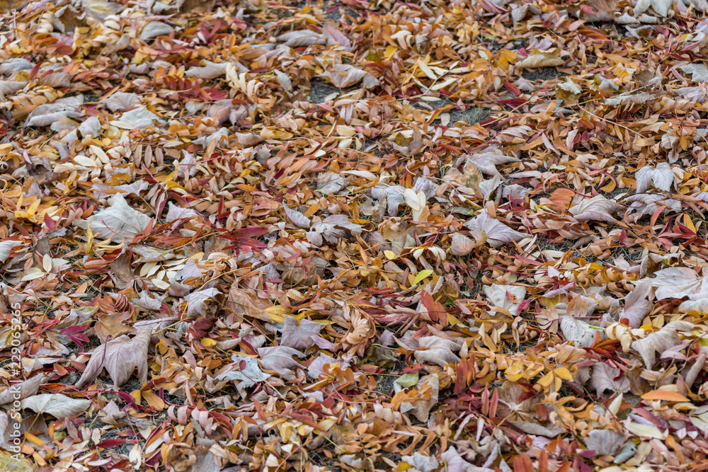 autumn leaves background