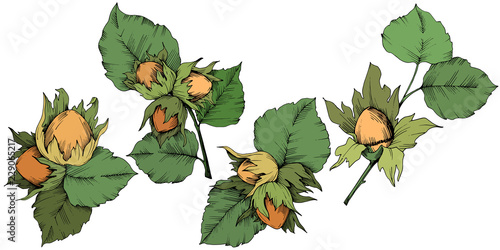 Vector autumn plant hazel nut. Leaf plant botanical garden floral foliage. Isolated illustration element. Vector leaf for background, texture, wrapper pattern, frame or border.