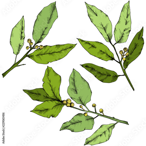 Vector green laurus leaf. Leaf plant botanical garden floral foliage. Isolated illustration element. Vector leaf for background, texture, wrapper pattern, frame or border.