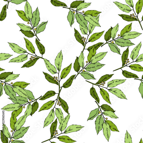 Vector green laurus leaf. Leaf plant botanical garden floral foliage. Seamless background pattern. Fabric wallpaper print texture. Vector leaf for background, texture, wrapper pattern, frame.