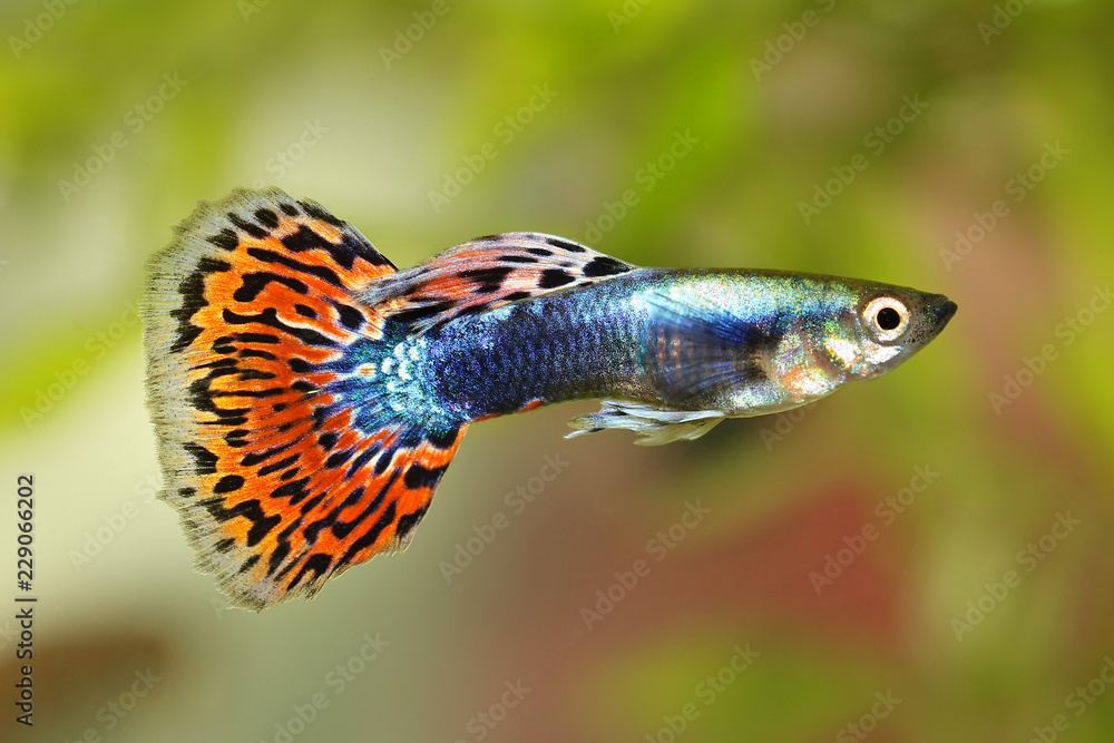 Obraz premium Guppy Poecilia reticulata colorful rainbow tropical aquarium fish 