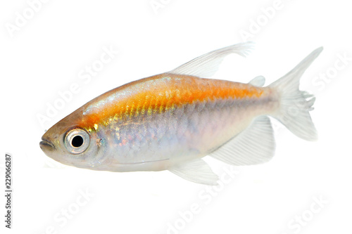 Congo tetra aquarium fish Phenacogrammus interruptus 