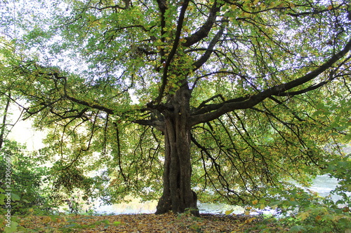 Großer Baum