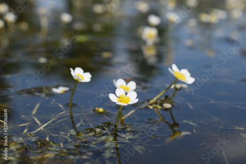 white flowers in water