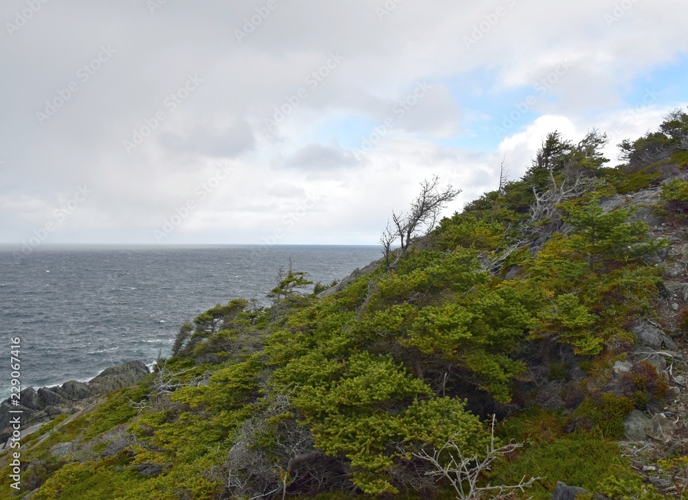 coastal landscape on a rainy day along the shore of the Avalon Peninsula, NL Canada coastal landscape on a rainy day along the shore of the Avalon Peninsula, NL Canada