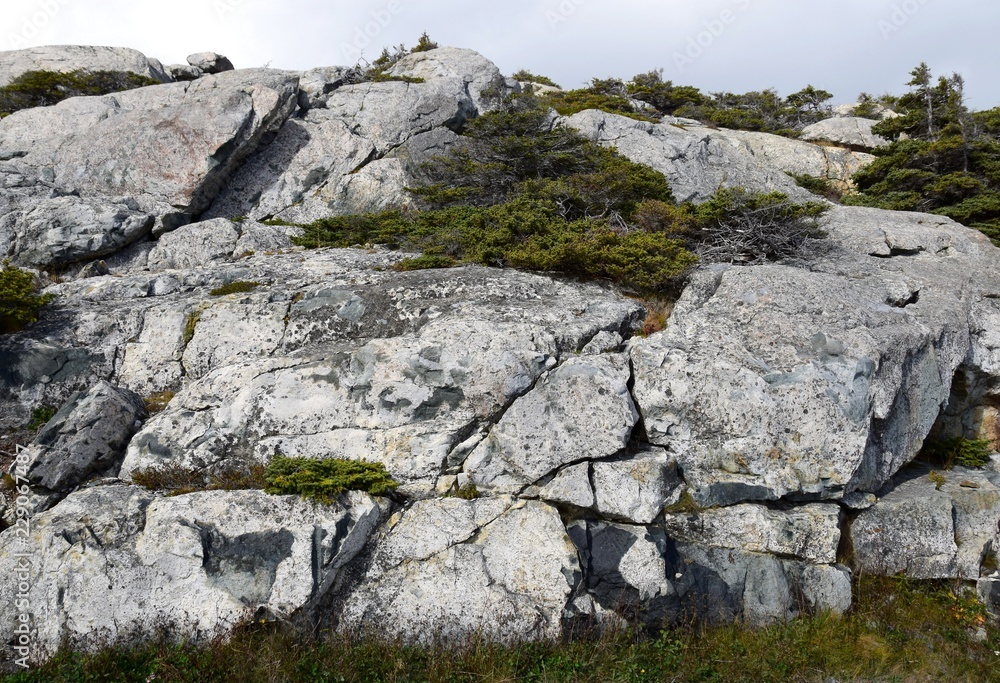 closeup of a rock landscape in Newfoundland closeup of a rock landscape in Newfoundland