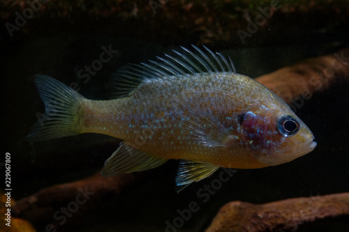 The pumpkinseed Common Sunfish (Lepomis gibbosus) North American freshwater fish of the sunfish family (Centrarchidae). 