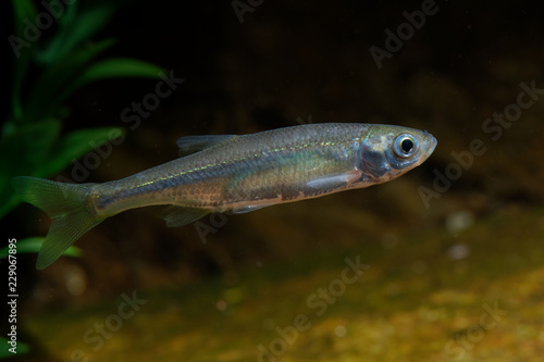 Belica - Leucaspius delineatus. Leucaspius delineatus, known as the sunbleak, belica or moderlieschen is a species of freshwater fish in the Cyprinidae family