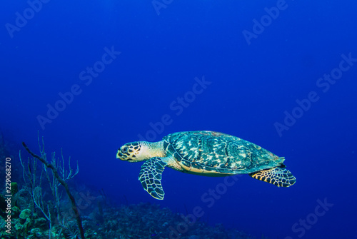 Fototapeta Naklejka Na Ścianę i Meble -  A hawksbill turtle hanging out in the warm tropical blue water of the Caribbean sea. This creature was photographed above a reef in Grand Cayman
