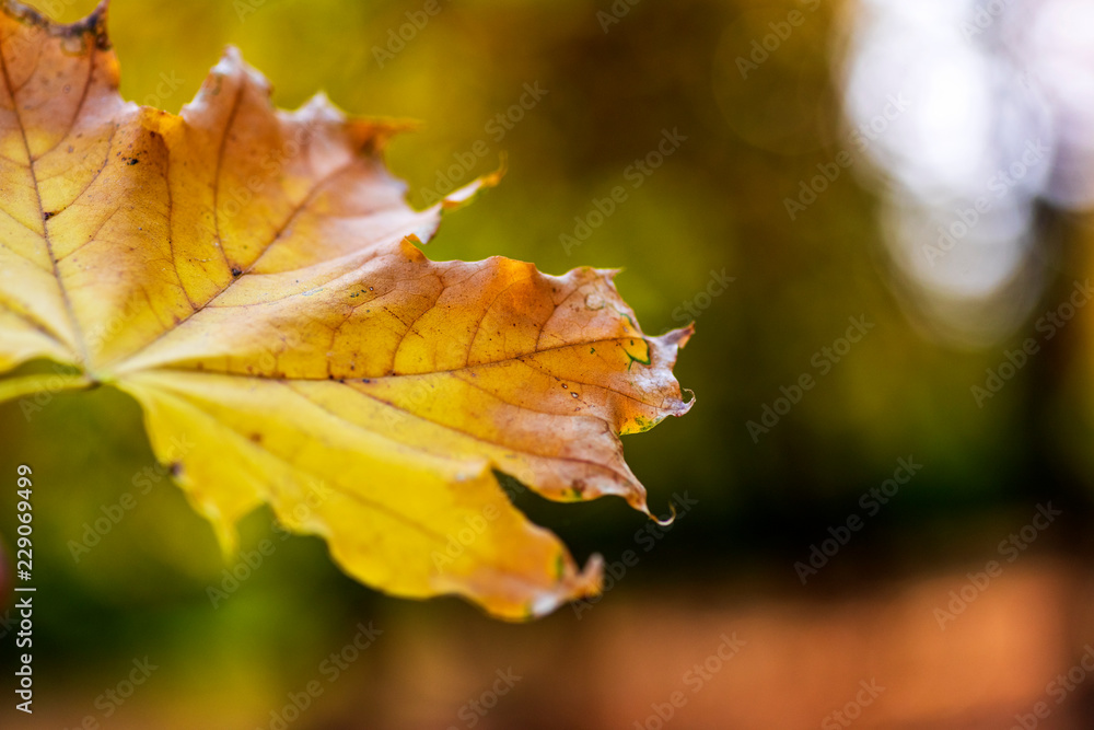 autumn abstract background with yellow maple leaf