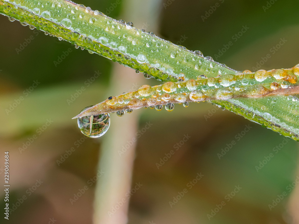 Tautropfen am Gras mit sich spiegelnder Umgebung Tautropfen am Gras mit sich spiegelnder Umgebung