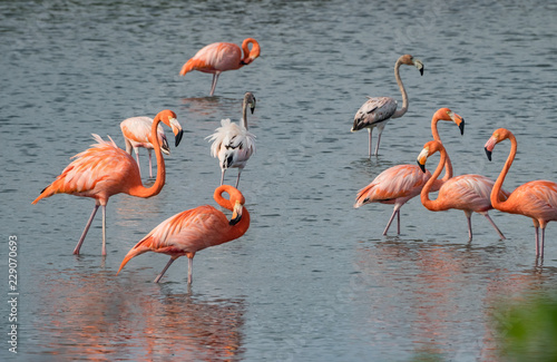 Flamingos at Jan Kok Salt pans on the Caribbean island of Curacao