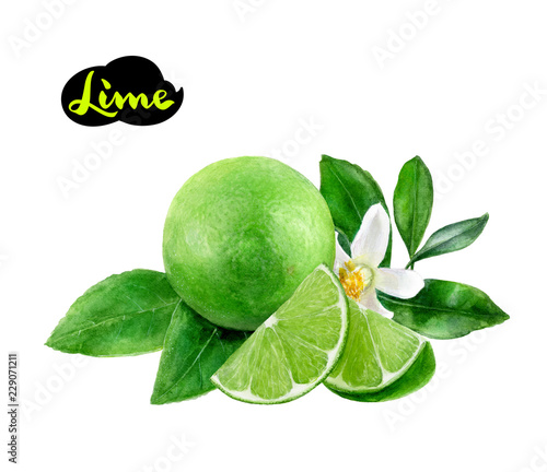 lime watercolor hand draw illustration