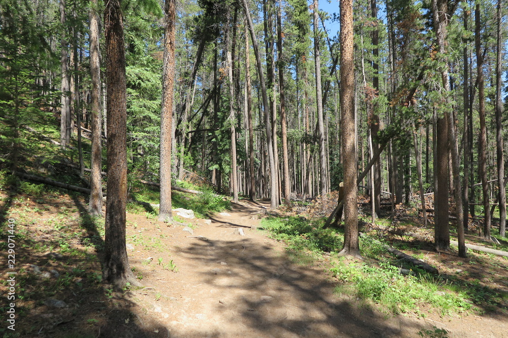 Fototapeta premium path in the forest