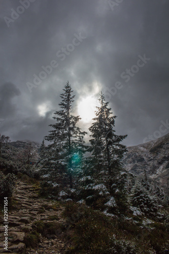 Fototapeta Naklejka Na Ścianę i Meble -  Sosny