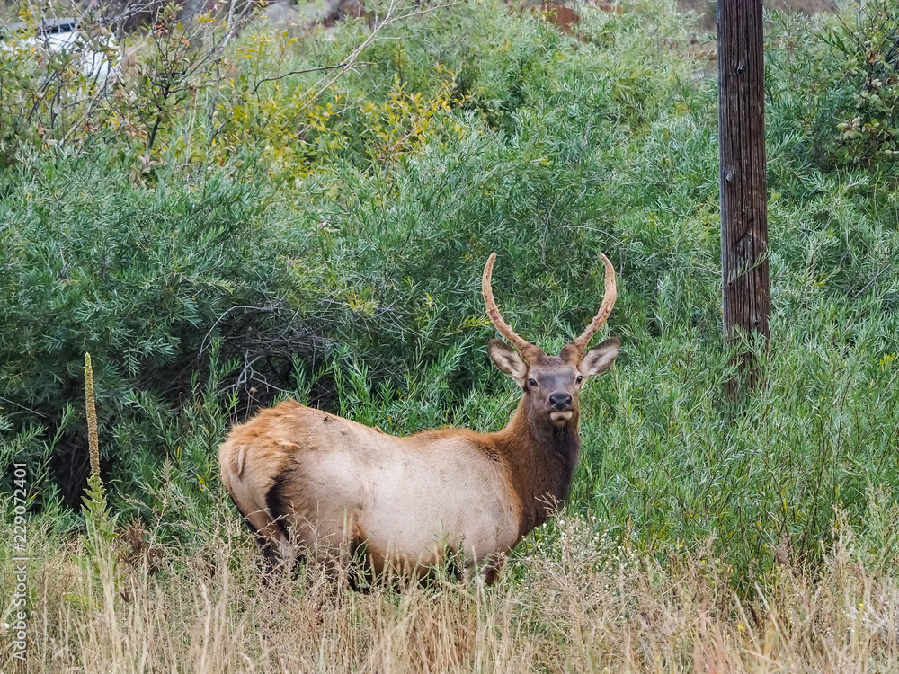 Wild Elk at the side of the roan in Estes Park Colorado Wild Elk at the side of the roan in Estes Park Colorado