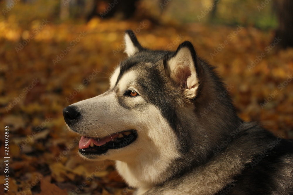Dog breed Alaskan Malamute similar to the wolf in the autumn forest on the background of orange-yellow foliage Dog breed Alaskan Malamute similar to the wolf in the autumn forest on the background of orange-yellow foliage