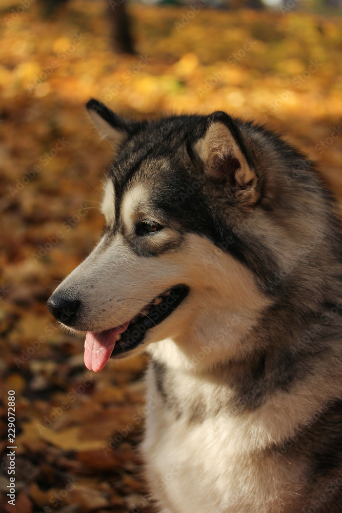 Dog breed Alaskan Malamute similar to the wolf in the autumn forest on the background of orange-yellow foliage