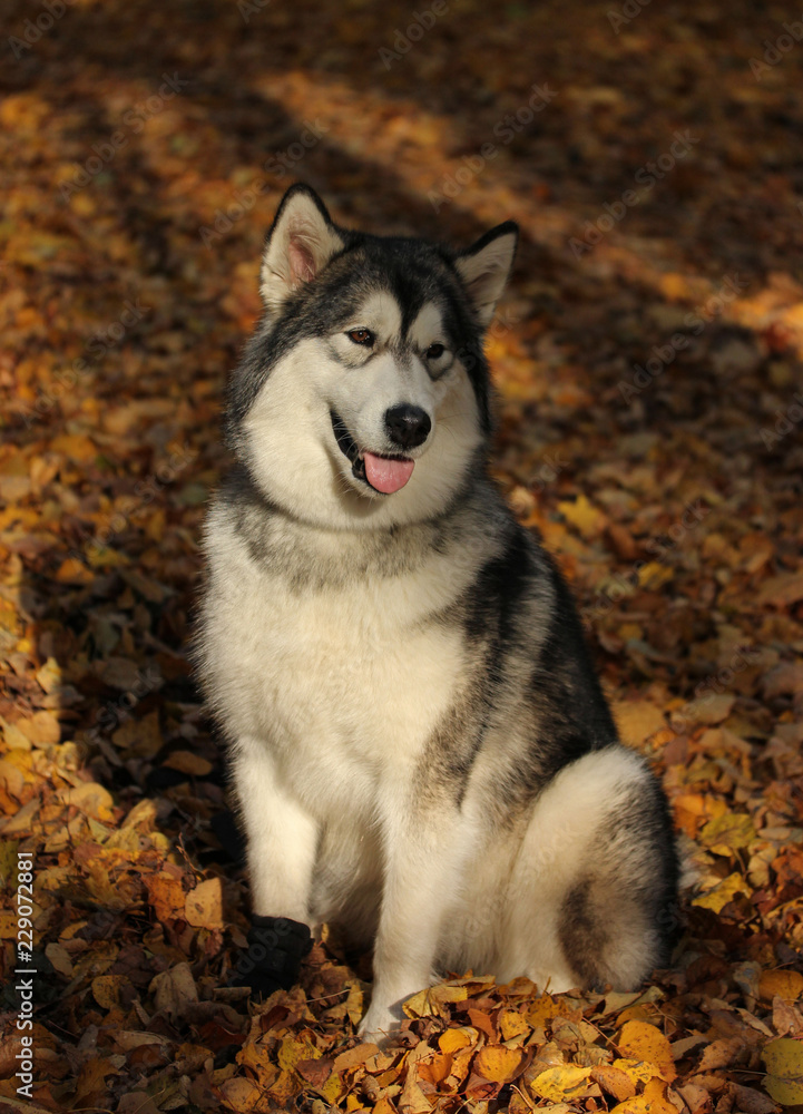 Obraz premium Dog breed Alaskan Malamute similar to the wolf in the autumn forest on the background of orange-yellow foliage