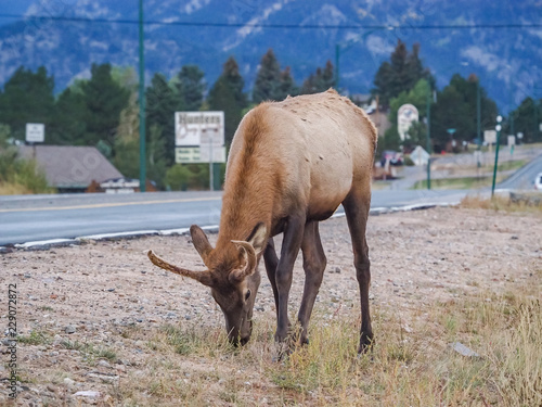 Wild Elk at the side of the roan in Estes Park Colorado