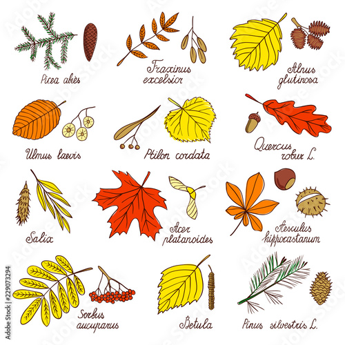 Autumn leaves and tree seeds