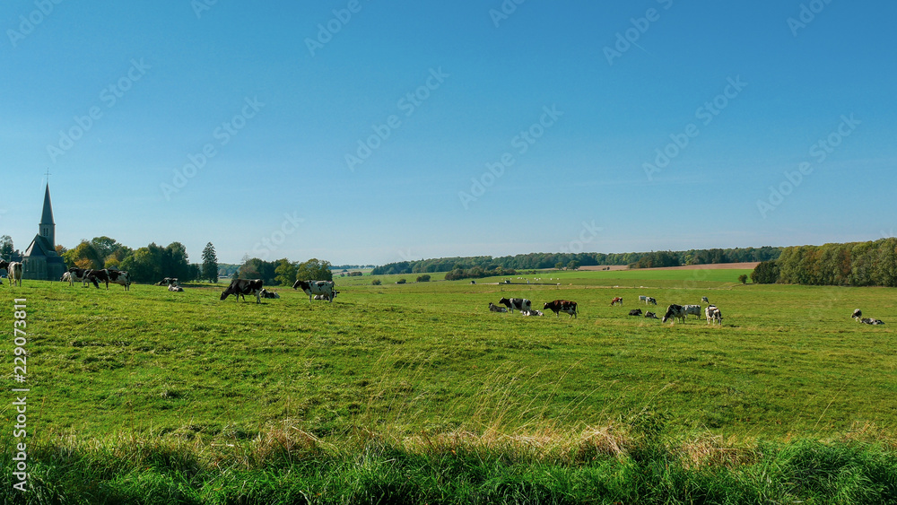 Cows in the field.
