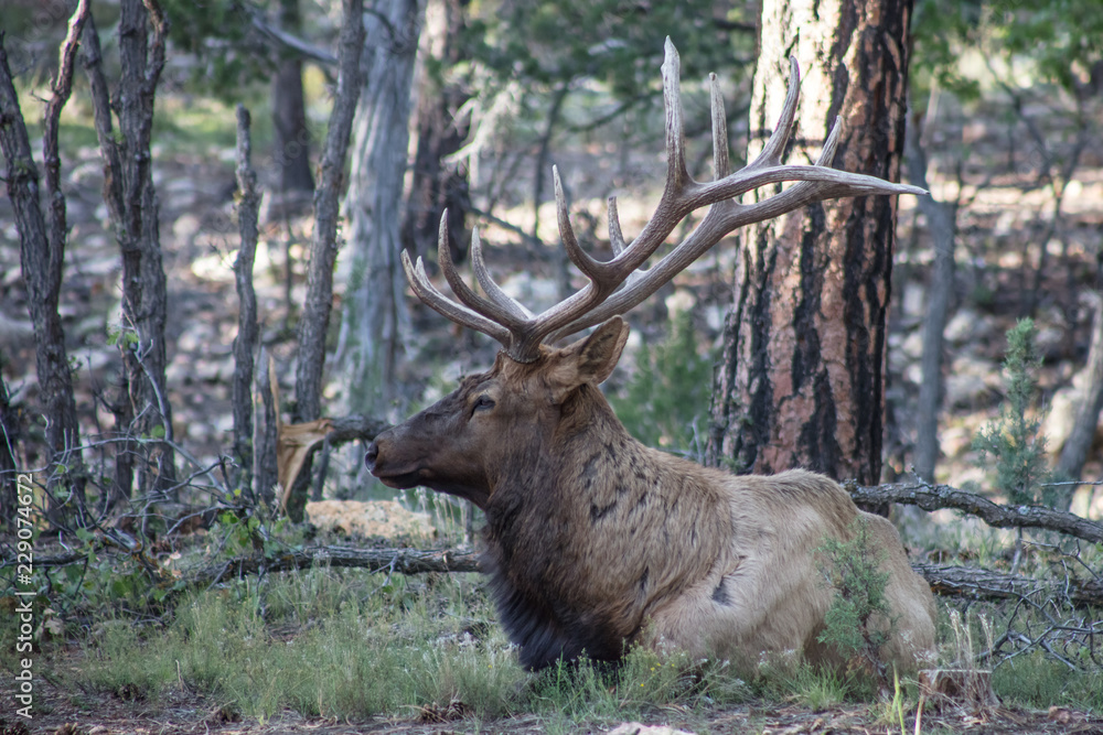 Resting Elk