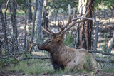 Resting Elk