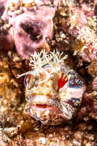 Close up of yellowfin fringehead blenny photo