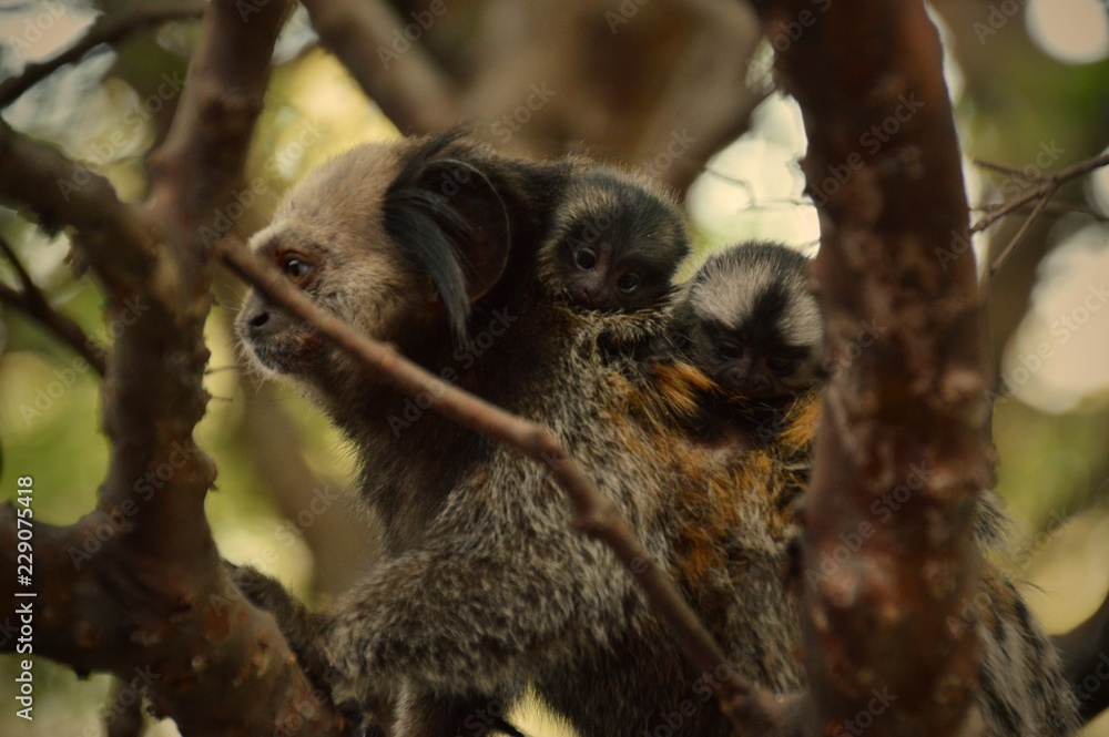 Fototapeta premium nature