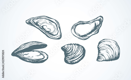 Oyster. Vector drawing
