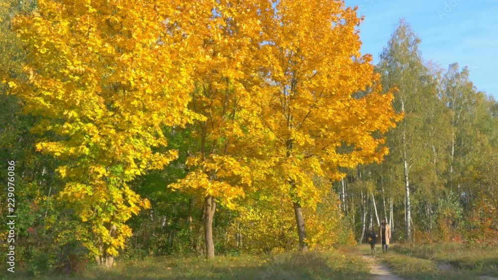 happy mom walks with her little daughter in a beautiful autumn park happy mom walks with her little daughter in a beautiful autumn park