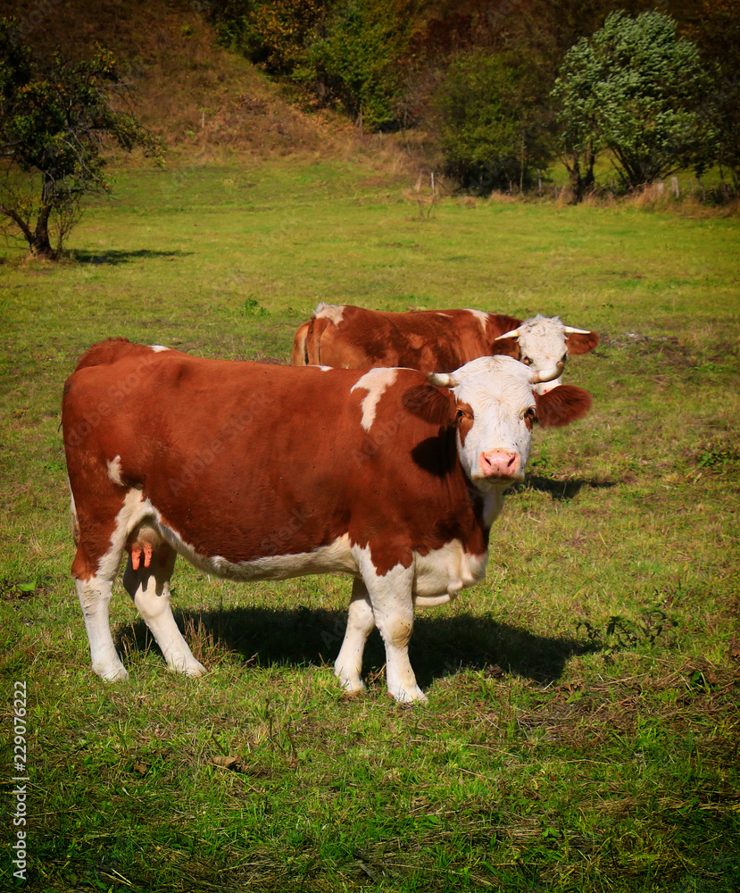 Obraz premium Cows on a green meadow