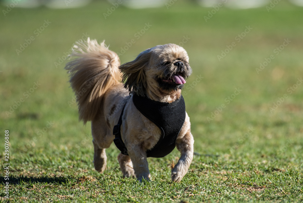 Poised and adorable little dog prancing across the park grass wearing a harness. Poised and adorable little dog prancing across the park grass wearing a harness.