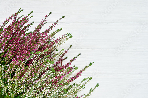 Bunch of pink and white common heather on white background. Copy space  top view.