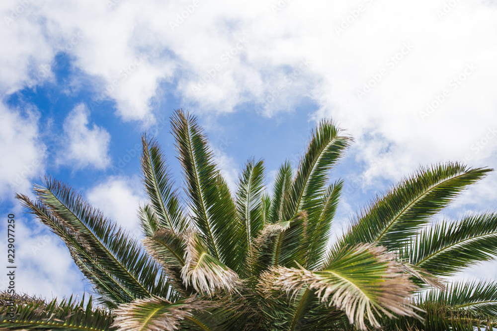 Palm branch against the sky. green palm leaf isolated on blue Palm branch against the sky. green palm leaf isolated on blue