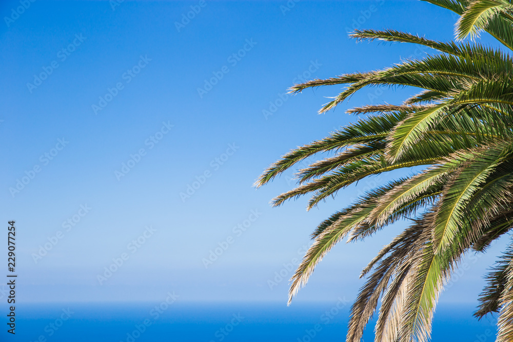 Palm branch against the sky. green palm leaf isolated on blue