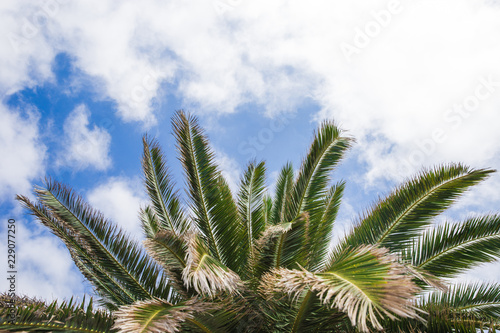 Palm branch against the sky. green palm leaf isolated on blue © Dziana