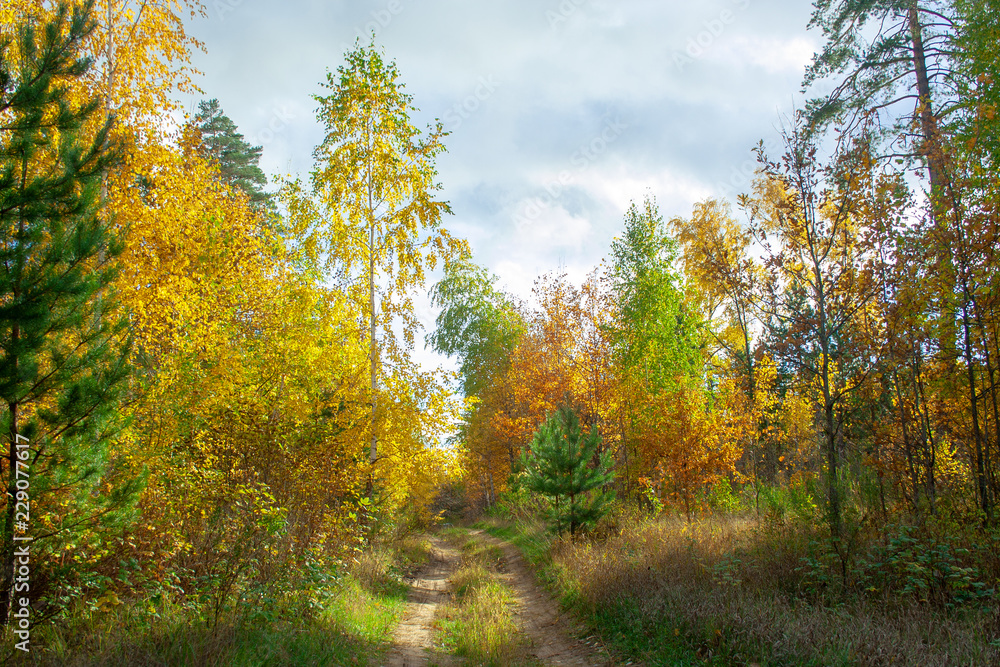 Golden autumn forest