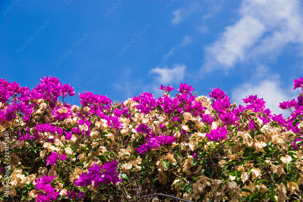 beautiful flowering gardens. bright bush against the sky. bright picture Bougainvillea beautiful flowering gardens. bright bush against the sky. bright picture Bougainvillea