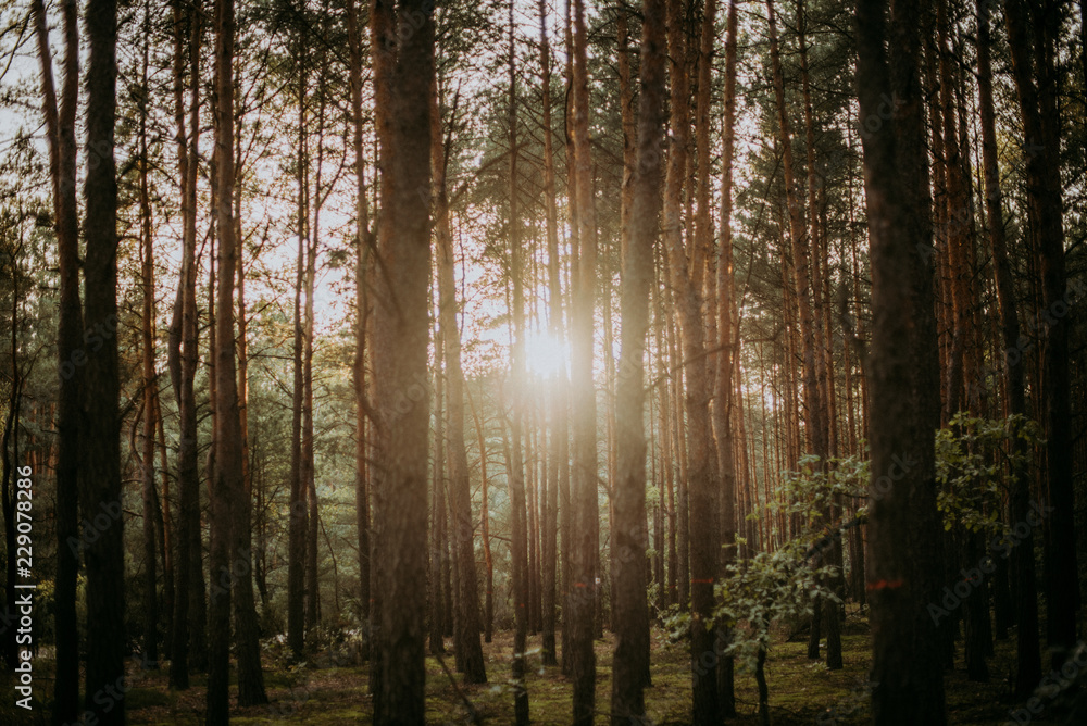 Naklejka premium Sunrise in the forest