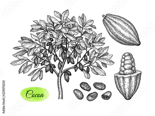 Cacao tree and fruits ink sketch.
