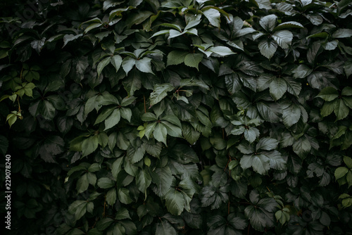 Background of green leaves © AdrianBugajny