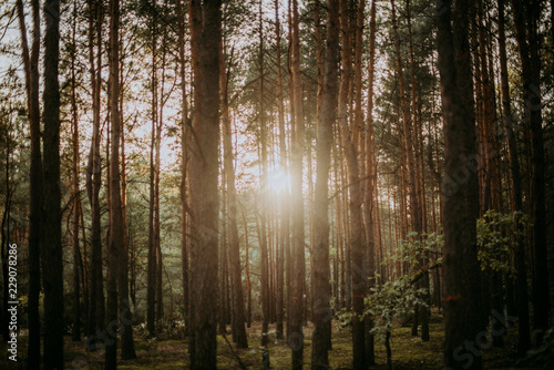 Sunrise in the forest © AdrianBugajny