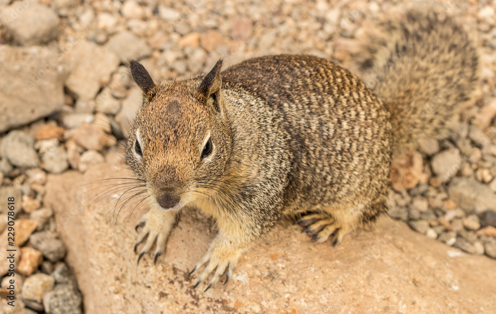 A grey squirrel scrambling on the rocks at Morro Bay, California. A grey squirrel scrambling on the rocks at Morro Bay, California.