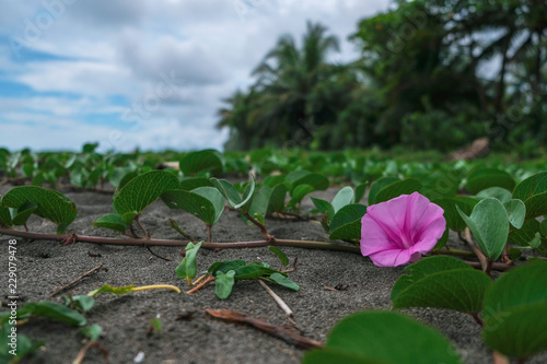 Bayhops flower at the beach of Tortuguero, Costa Rica